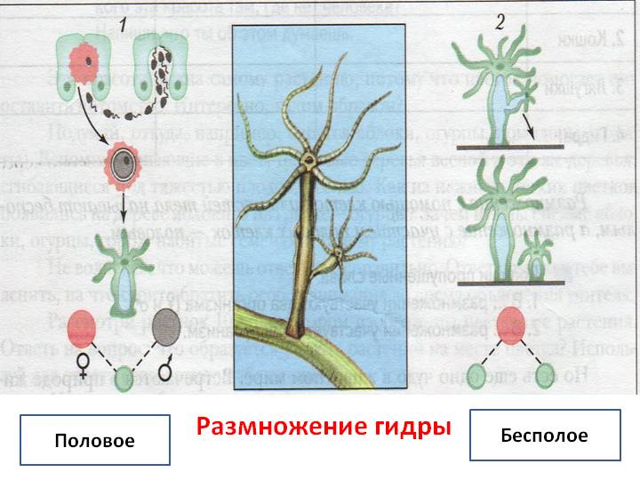 Сайт krn